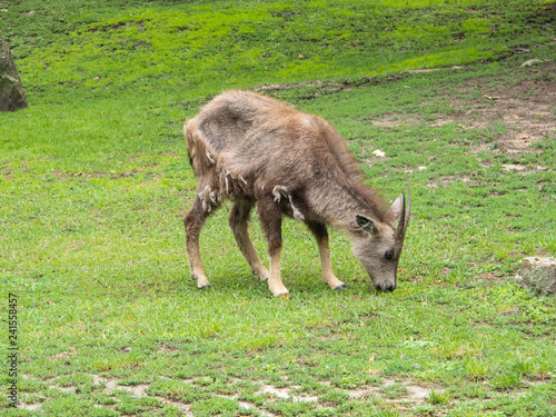 Antelope at the zoo eats grass