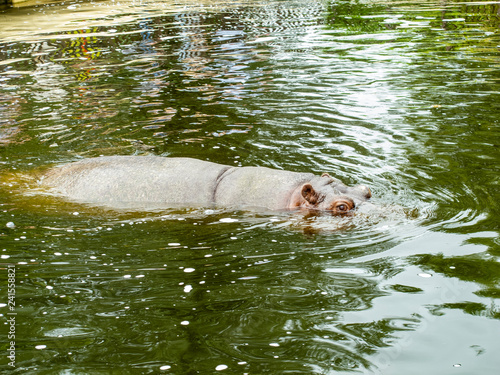 hippopotamus in the zoo swims in the water