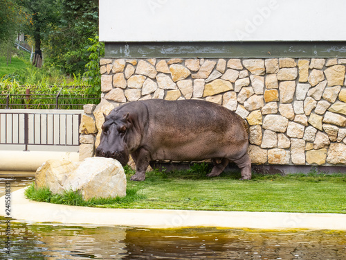 hippopotamus at the zoo on the background of the wall