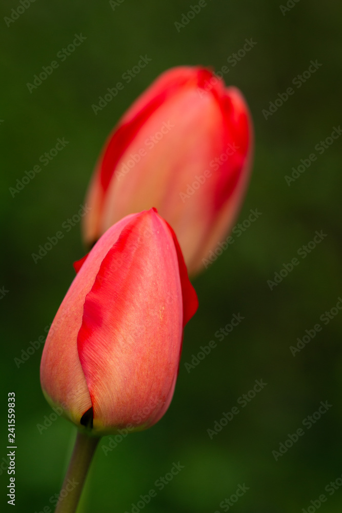 Tulpen Tulpen