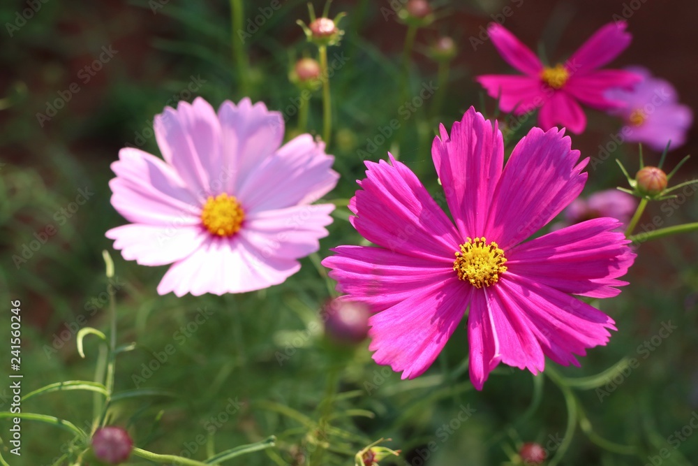 Cosmos flower in tropical