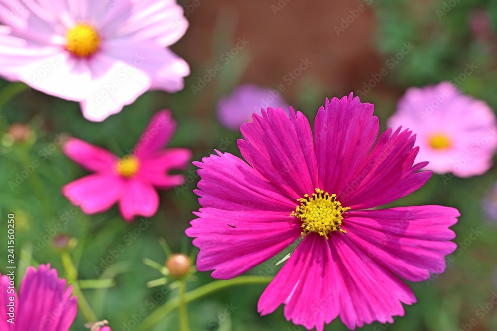 Cosmos flower in tropical Cosmos flower in tropical