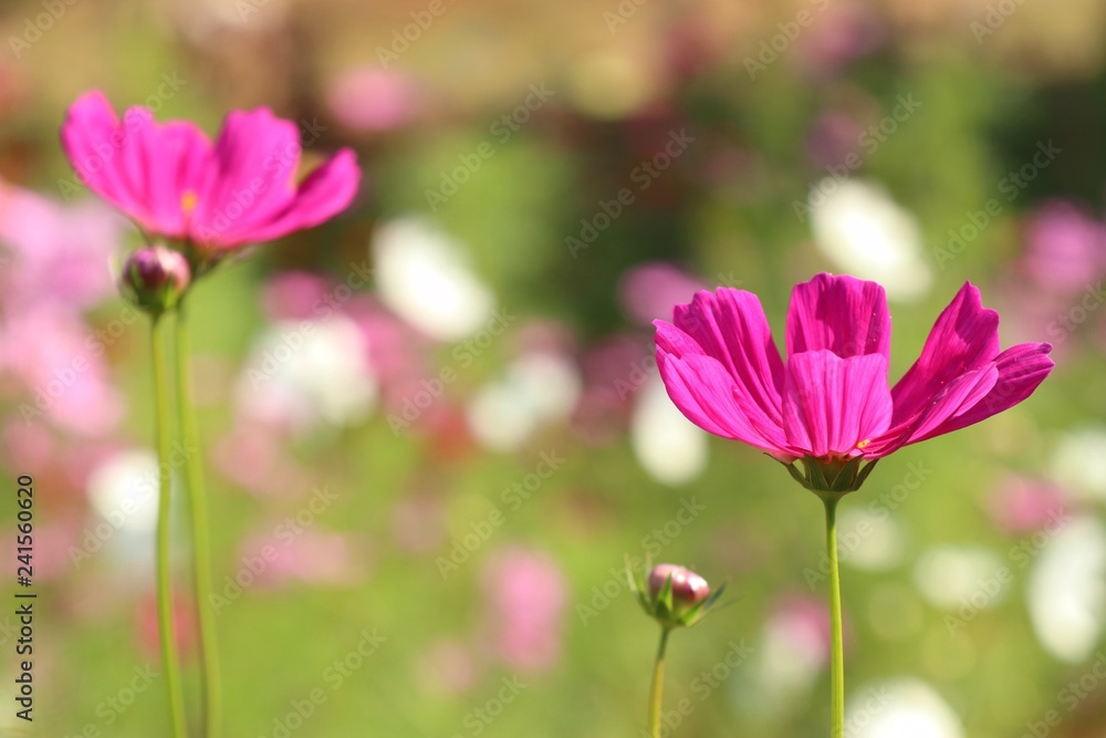 Cosmos flower in tropical Cosmos flower in tropical