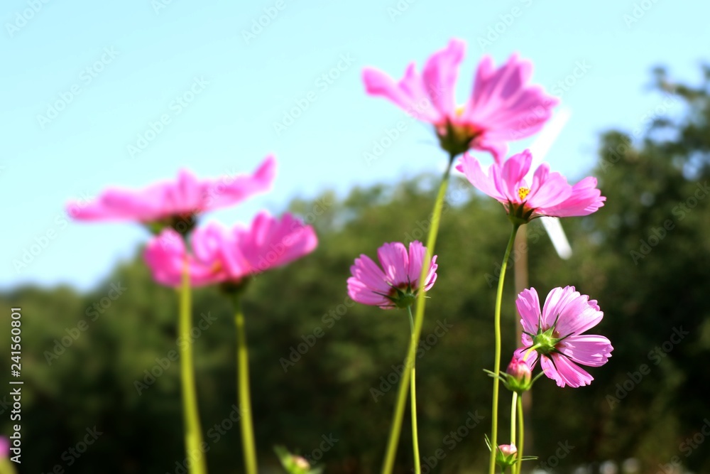 Cosmos flower in tropical Cosmos flower in tropical