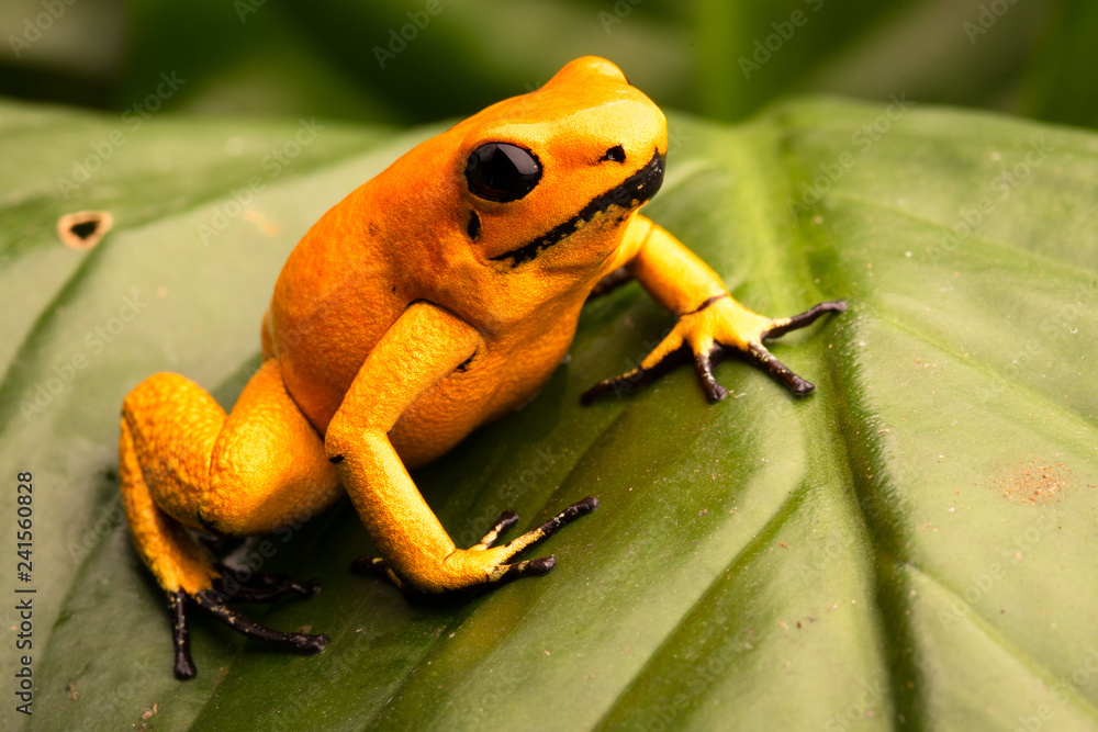poison dart frog, Phyllobates terribilis orange. Most poisonous animal from  the Amazon rain forest in Colombia, a dangerous amphibian with warning  colors. Stock Photo | Adobe Stock