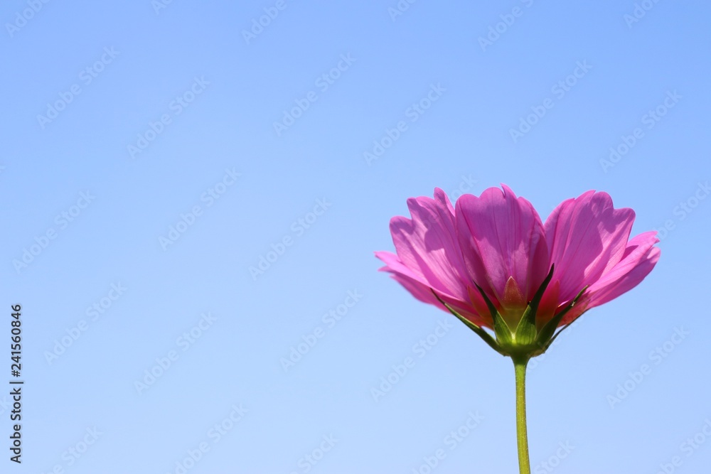 Cosmos flower in tropical Cosmos flower in tropical