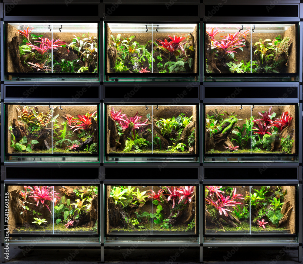 Terrarium rack. A series nine tropical rain forest vivarium ideal for poison dart frog pet Stock-foto | Adobe Stock