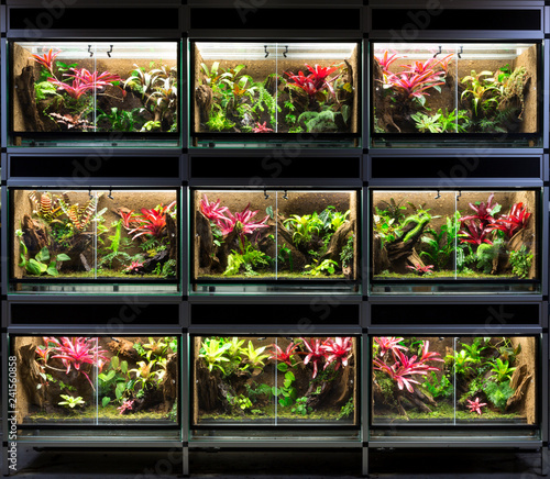 Held og lykke Scan plyndringer Terrarium rack. A series of nine tropical rain forest vivarium ideal for  poison dart frog pet Stock-Foto | Adobe Stock
