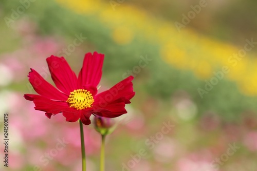 Cosmos flower in tropical