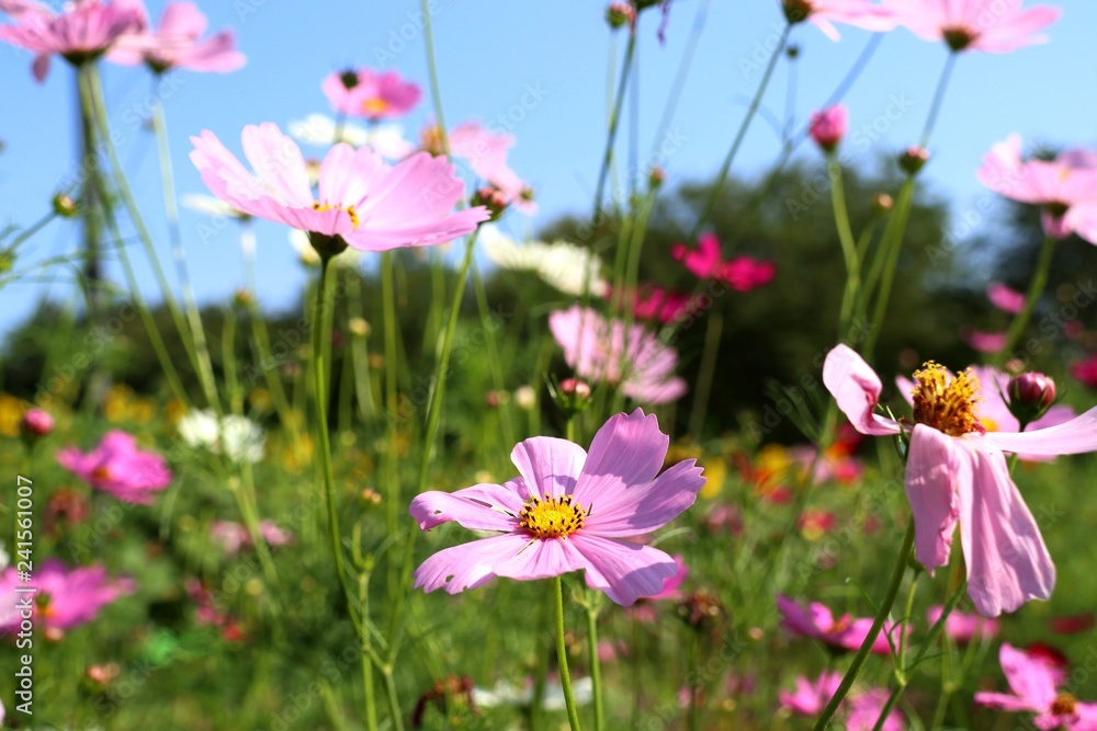 Cosmos flower in tropical