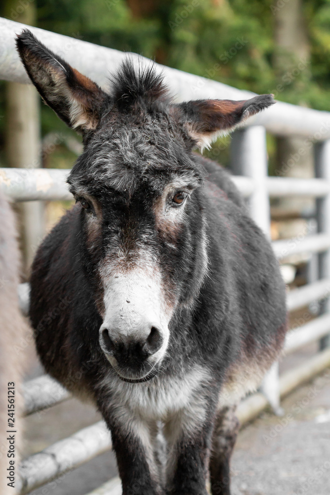 A donkey looks directly into the camera A donkey looks directly into the camera