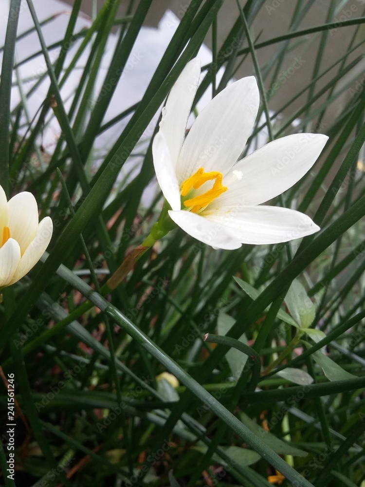 the beauty of white flower in the garden the beauty of white flower in the garden