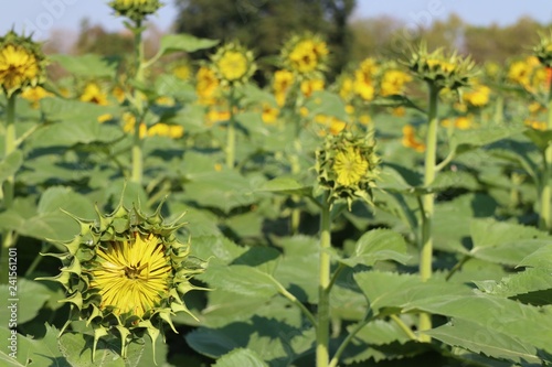 Fototapeta Naklejka Na Ścianę i Meble -  Sunflower field in tropical