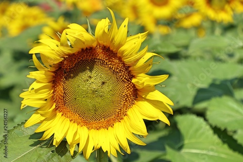 Fototapeta Naklejka Na Ścianę i Meble -  Sunflower field in tropical