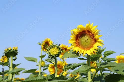 Fototapeta Naklejka Na Ścianę i Meble -  Sunflower field in tropical