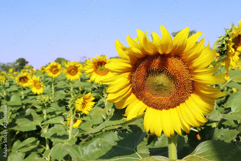 Fototapeta premium Sunflower field in tropical