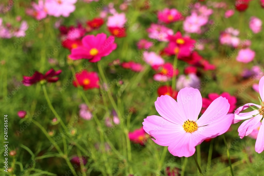 Cosmos flower in tropical