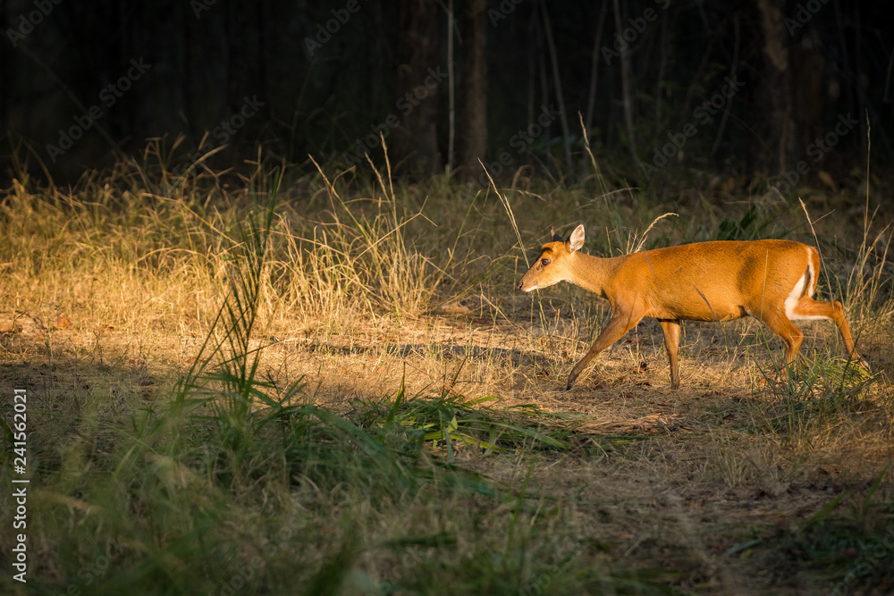 A barking deer closeup walking in forest of central india at bandhavgarh tiger reserve, india
