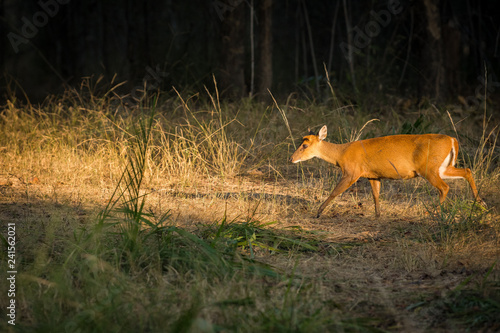 Fototapeta Naklejka Na Ścianę i Meble -  A barking deer closeup walking in forest of central india at bandhavgarh tiger reserve, india