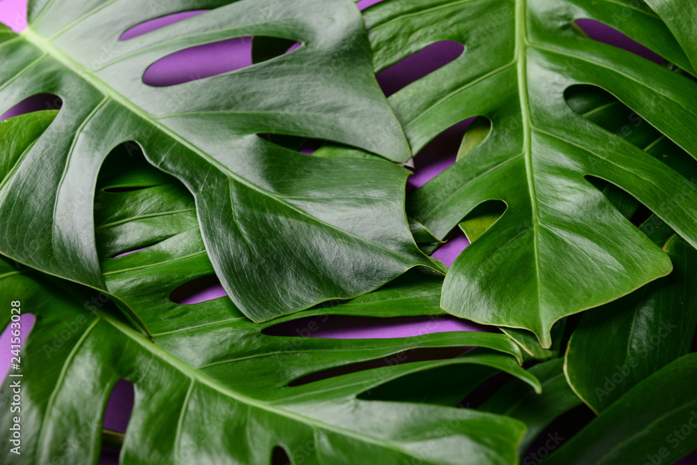 Fototapeta premium Tropical leaves on color background