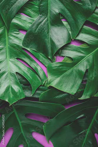 Tropical leaves on color background