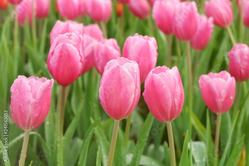 Fototapeta Naklejka Na Ścianę i Meble -  pink tulip garden and flower background