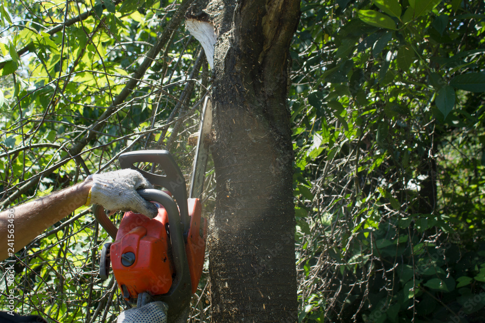 Fototapeta premium Cutting tree in a garden with an orange chainsaw