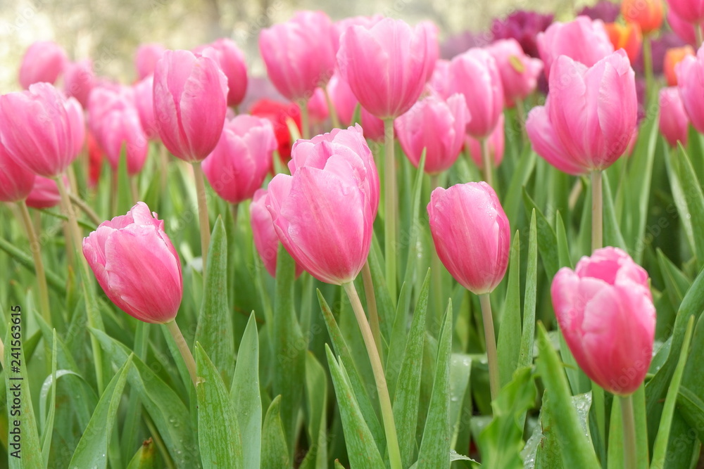beautiful tulips wallpapers beautiful tulips wallpapers