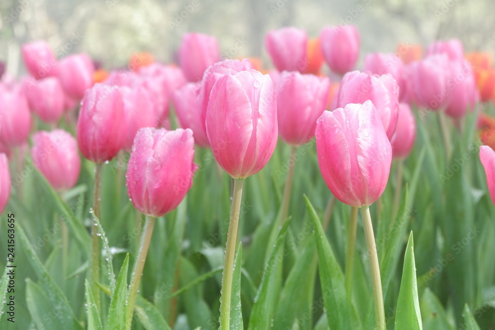 beautiful tulips wallpapers