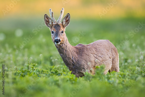 Curious roe deer, capreolus capreolus, buck in spring standing on fresh green field. Wild animal in natural environment. Detailed closeup of male roebuck with antlers in velvet and blurred background.