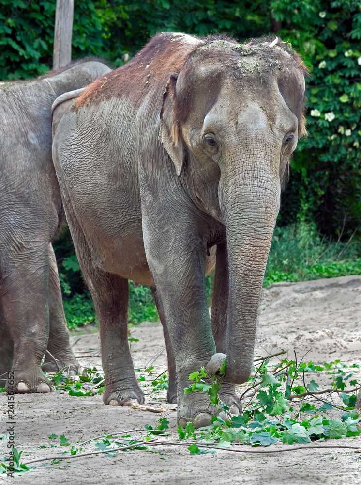 Fototapeta premium Asian elephant in its enclosure. Latin name - Elephas maximus