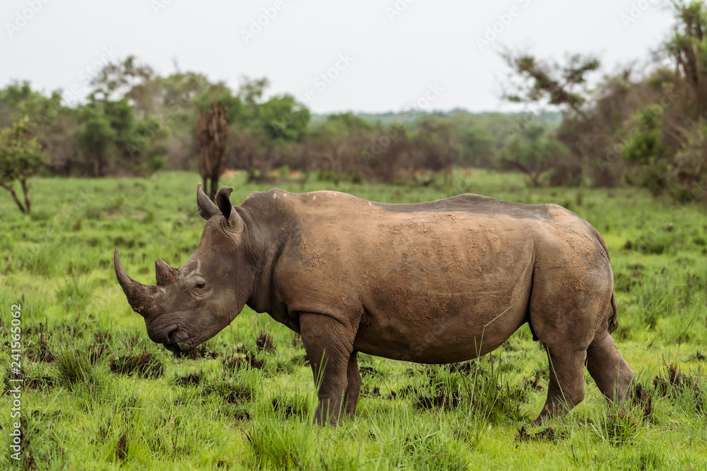 Fototapeta premium White rhinoceros (Ceratotherium simum) with calf in natural habitat, South Africa