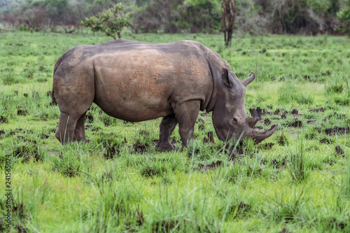 White rhinoceros  Ceratotherium simum  with calf in natural habitat  South Africa
