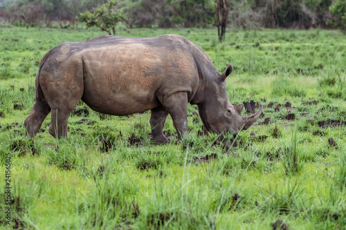 White rhinoceros  Ceratotherium simum  with calf in natural habitat  South Africa