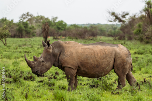 White rhinoceros (Ceratotherium simum) with calf in natural habitat, South Africa