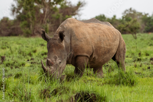 White rhinoceros  Ceratotherium simum  with calf in natural habitat  South Africa