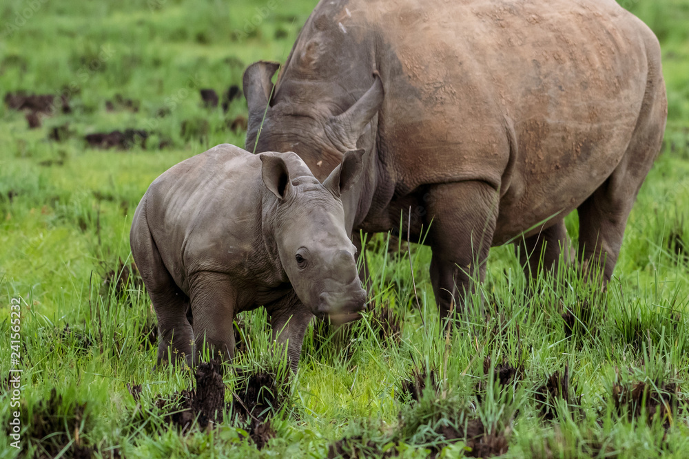 Fototapeta premium White rhinoceros (Ceratotherium simum) with calf in natural habitat, South Africa
