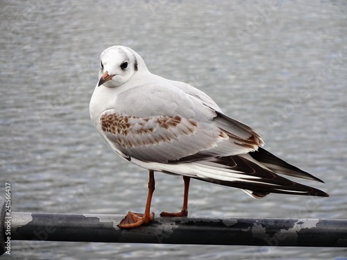 Möwe