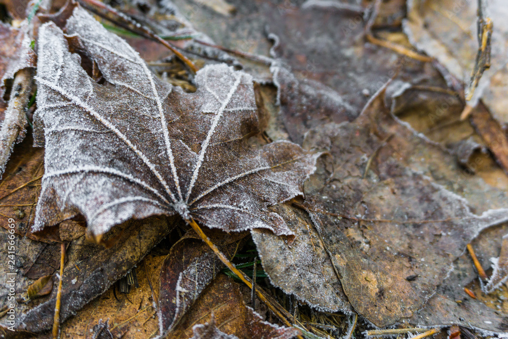 autumn leaves on the ground autumn leaves on the ground