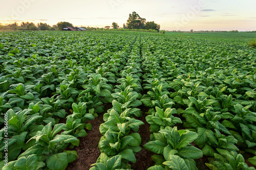 Tobacco field, Tobacco big leaf crops growing in tobacco plantation field. photo