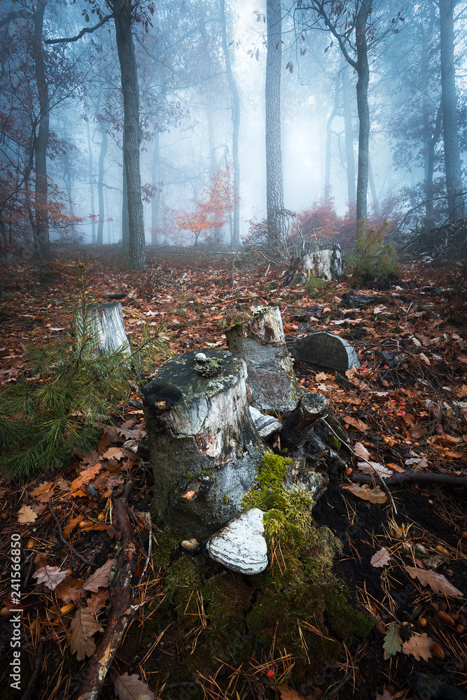Fototapeta premium mystischer Wald im Pfälzerwald