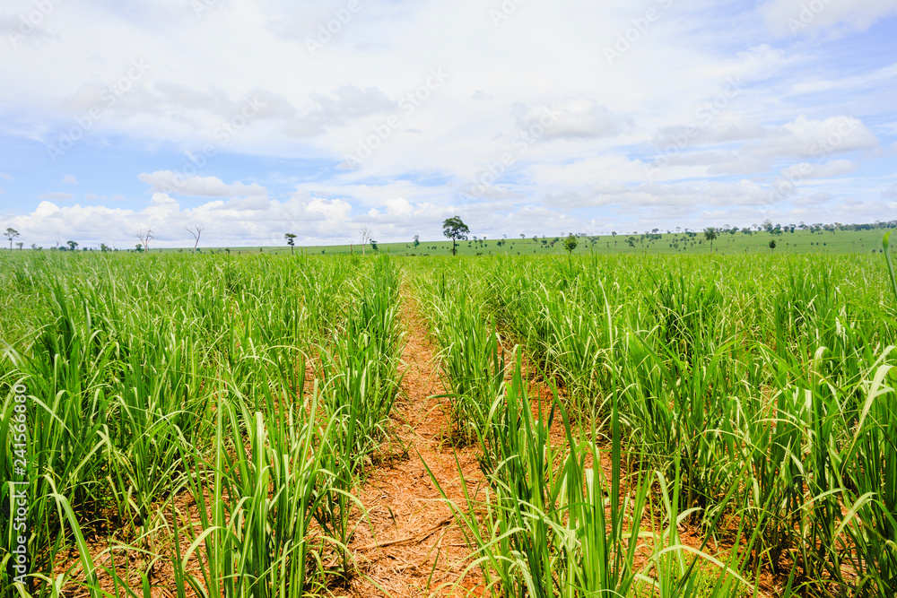 Fototapeta premium Cane sugar plantation in Brazil