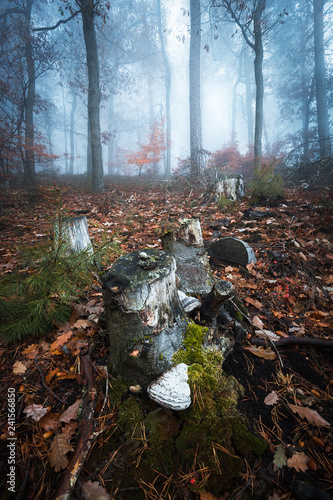 mystischer Wald im Pfälzerwald