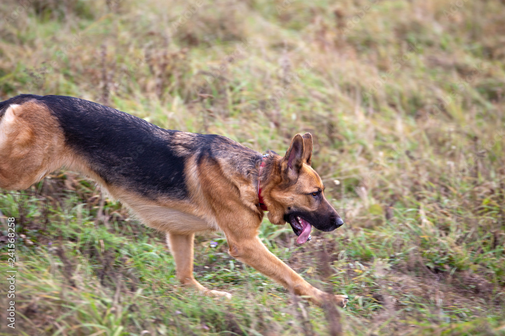 Dog breed German Shepherd running on the field in autumn. Coursing Dog breed German Shepherd running on the field in autumn. Coursing