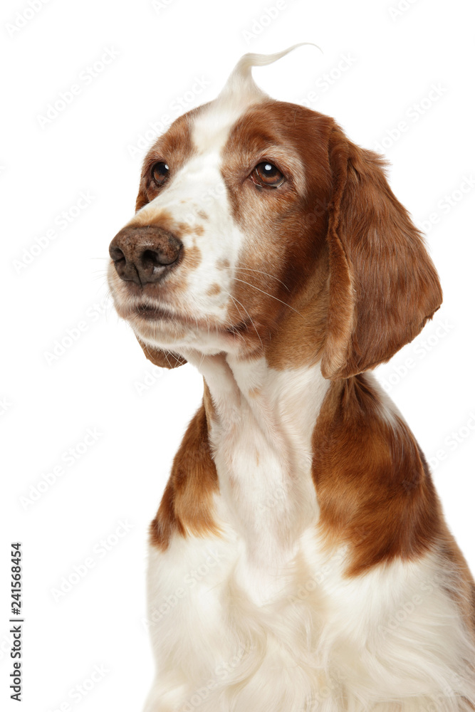 Portrait of a Welsh Springer Spaniel dog Portrait of a Welsh Springer Spaniel dog