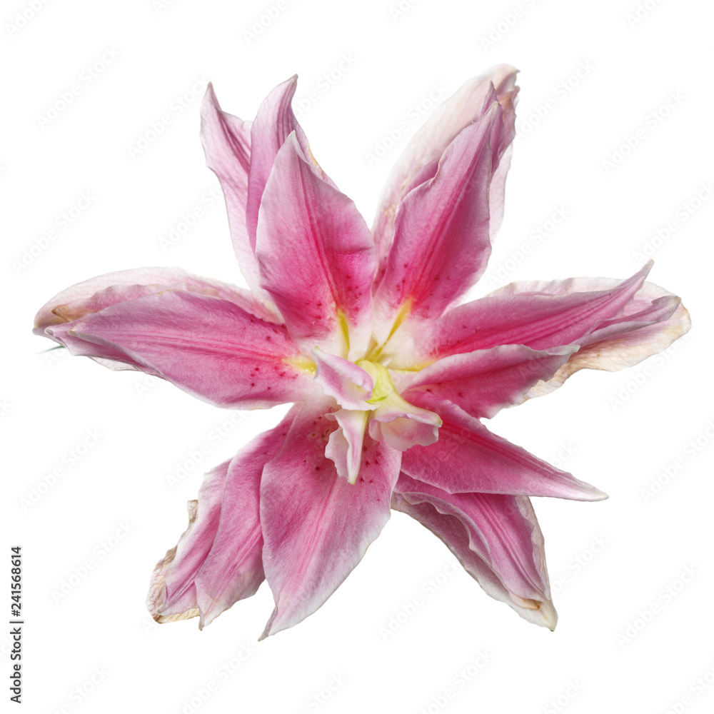 Pink brindle exotic lily flower isolated on white background.