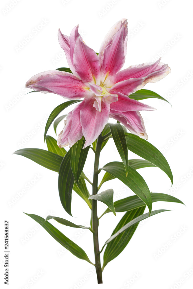 Pink brindle exotic lily flower isolated on white background.