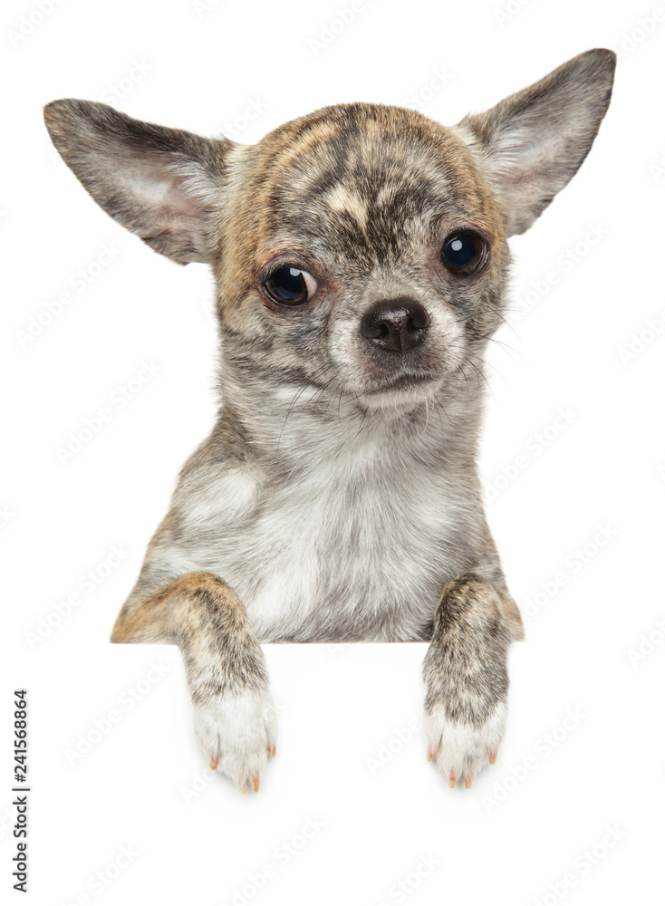 Cute Chihuahua puppy above banner