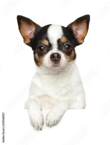 Portrait of a young Chihuahua dog above banner