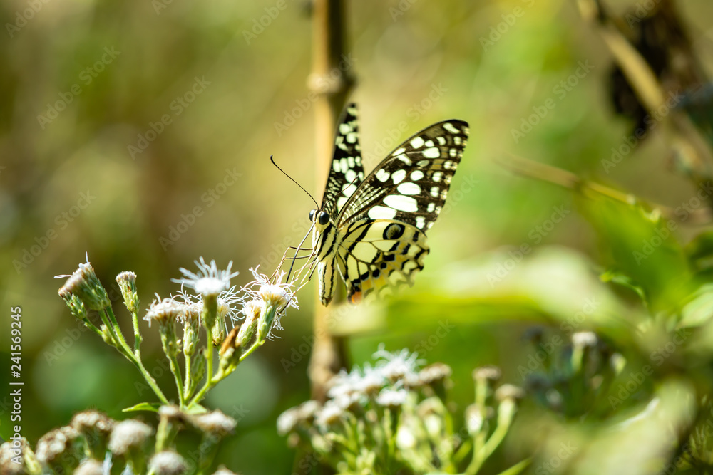 A butterfly on flower A butterfly on flower